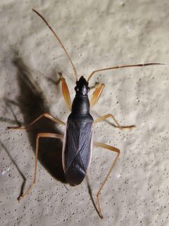 Cnemodus mavortius imported from iNaturalist photo 10326097 on 27 February 2022 by (c) Annika Lindqvist, some rights reserved (CC BY). Used under a CC BY 4.0 license.