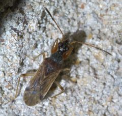 Heraeus plebejus P1660407a by 
xpda. Used under a CC BY-SA 4.0 license.