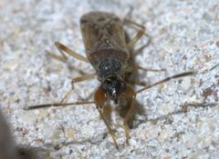 Heraeus plebejus P1660408a by 
xpda. Used under a CC BY-SA 4.0 license.