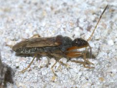 Heraeus plebejus P1660409a by 
xpda. Used under a CC BY-SA 4.0 license.
