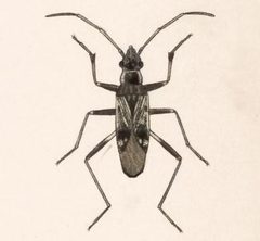 Biologia Centrali-Americana - Ligyrocoris delitus by Bale &amp; Danielsson; Bannwarth, Th.; Cambridge Scientific Instrument Company; Godman, Frederick Du Cane; Hanhart; Horman-Fisher, Maud; Knight, H.; Mintern Bros.; Purkiss, W.; Salvin, Osbert; Saunders, G. S.; Schlereth, M. v.; Sharp, M. A.; Taylor &amp; Francis; Wilson, Edwin. Used under a Public domain license.
