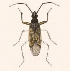 Biologia Centrali-Americana - Ligyrocoris litigiosus by Bale &amp; Danielsson; Bannwarth, Th.; Cambridge Scientific Instrument Company; Godman, Frederick Du Cane; Hanhart; Horman-Fisher, Maud; Knight, H.; Mintern Bros.; Purkiss, W.; Salvin, Osbert; Saunders, G. S.; Schlereth, M. v.; Sharp, M. A.; Taylor &amp; Francis; Wilson, Edwin. Used under a Public domain license.