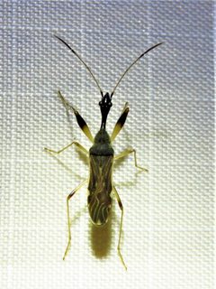 Myodocha serripes 169679545 by Annika Lindqvist. Used under a CC BY 4.0 license.