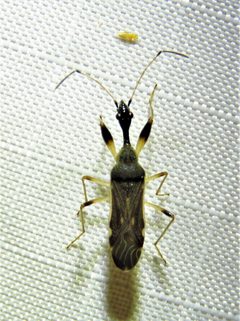 Myodocha serripes 189974120 by Annika Lindqvist. Used under a CC BY 4.0 license.