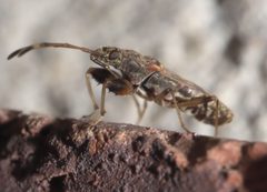 Neopamera albocincta P1310557a by
xpda. Used under a CC BY-SA 4.0 license.