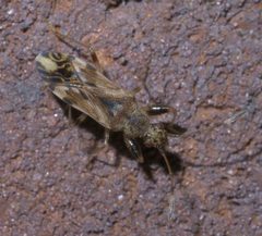 Neopamera albocincta P1640644a by
xpda. Used under a CC BY-SA 4.0 license.