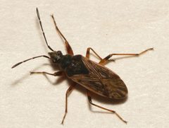 Pachybrachius fracticollis by 



This image is created by user Dick Belgers at Waarneming.nl, a source of nature observations in the Netherlands.
. Used under a CC BY 3.0 license.