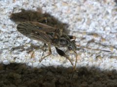 Pseudopachybrachius basalis P1650949a by 
xpda. Used under a CC BY-SA 4.0 license.