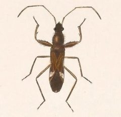 Biologia Centrali-Americana - Pseudopamera aurivilliana by Bale &amp; Danielsson; Bannwarth, Th.; Cambridge Scientific Instrument Company; Godman, Frederick Du Cane; Hanhart; Horman-Fisher, Maud; Knight, H.; Mintern Bros.; Purkiss, W.; Salvin, Osbert; Saunders, G. S.; Schlereth, M. v.; Sharp, M. A.; Taylor &amp; Francis; Wilson, Edwin. Used under a Public domain license.