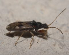 Pseudopamera nitidula P1090495b by 
xpda. Used under a CC BY-SA 4.0 license.