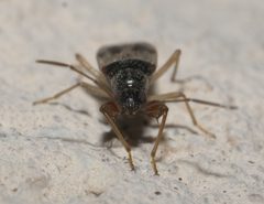 Pseudopamera nitidula P1090496a by 
xpda. Used under a CC BY-SA 4.0 license.