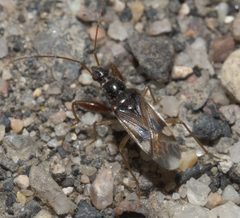 Pseudopamera nitidula P1110326a by 
xpda. Used under a CC BY-SA 4.0 license.
