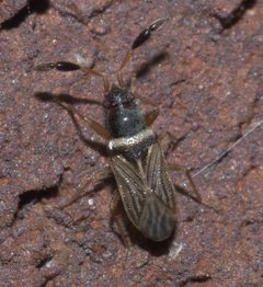 Ptochiomera nodosa P1110459a by 
xpda. Used under a CC BY-SA 4.0 license.
