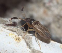 Ptochiomera nodosa P1110752a by 
xpda. Used under a CC BY-SA 4.0 license.