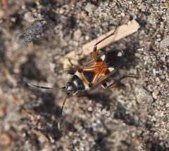 2023 09 23 Raglius alboacuminatus by Ralf Huber. Used under a CC BY-SA 4.0 license.