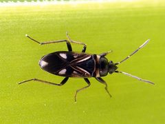 Raglius alboacuminatus by J Coelho. Used under a CC BY 2.0 license.