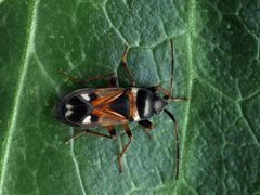 Raglius alboacuminatus1 by František ŠARŽÍK. Used under a CC BY 3.0 license.