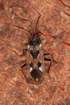 Gemeine Bodenwanze Rhyparochromus vulgaris by Holger Krisp. Used under a CC BY 3.0 license.