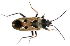 Rhyparochromus vulgaris 9295 by Amada44. Used under a CC BY-SA 3.0 license.