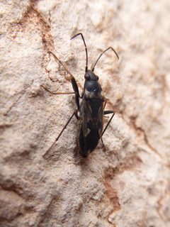 Rhyparochromus vulgaris Povo 02 by Syrio. Used under a CC BY-SA 4.0 license.