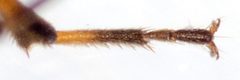 Rhyparochromus vulgaris leg by Amada44. Used under a CC BY-SA 3.0 license.