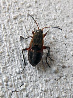 Rhyparochromus vulgaris nymph by Syrio. Used under a CC BY-SA 4.0 license.