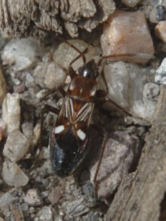 Uhleriola floralis dorsal by JerryFriedman. Used under a CC BY-SA 3.0 license.
