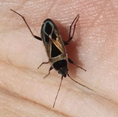 2019 06 27 Xanthochilus saturnius by Slimguy. Used under a CC BY-SA 4.0 license.