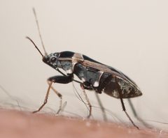 2019 06 27 Xanthochilus saturnius2 by Slimguy. Used under a CC BY-SA 4.0 license.