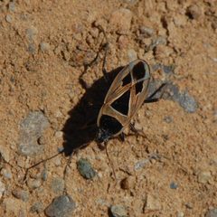 Xanthochilus saturnius-1 by Eugene Zelenko. Used under a CC BY-SA 4.0 license.