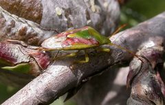 Cyphostethus tristriatus by Jean-Jacques MILAN 09:04, 22 June 2007 (UTC). Used under a CC BY-SA 3.0 license.