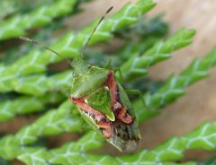 Cyphostethus tristriatus01 by wikipedia. Used under a Attribution license.