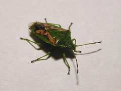 Cyphostethus tristriatus MdE 2 by MdE  . Used under a CC BY-SA 3.0 de license.
