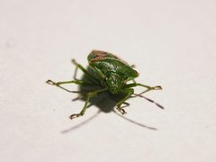 Cyphostethus tristriatus MdE 3 by MdE  . Used under a CC BY-SA 3.0 de license.