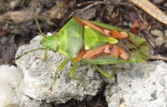 Cyphostethus tristriatus RF by Robert Flogaus-Faust. Used under a CC BY 4.0 license.