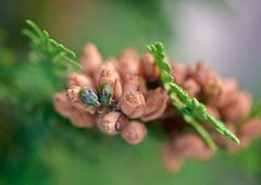 Thuja occidentalis D by Wouter Hagens. Used under a CC BY-SA 4.0 license.