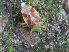 Elasmostethus interstinctus 02 by AfroBrazilian. Used under a CC BY-SA 4.0 license.