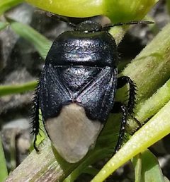 2016 07 08 Cydnus aterrimus by Slimguy. Used under a CC BY-SA 4.0 license.