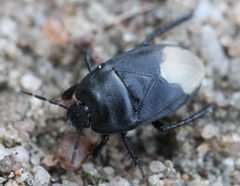 2016 07 23 Cydnus aterrimus by Slimguy. Used under a CC BY-SA 4.0 license.