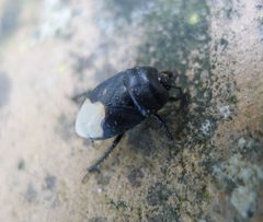 Cydnus aterrimus - Flickr - gailhampshire by gailhampshire from Cradley, Malvern, U.K. Used under a CC BY 2.0 license.