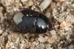 2017 04 01 Microporus nigrita by Slimguy. Used under a CC BY 4.0 license.