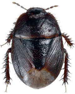 Microporus nigrita by Göran Liljeberg. Used under a CC BY 3.0 license.