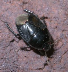 Pangaeus bilineatus P1290687a by 
xpda. Used under a CC BY-SA 4.0 license.