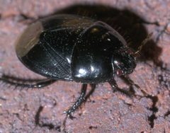 Pangaeus bilineatus P1290688a by 
xpda. Used under a CC BY-SA 4.0 license.