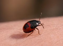 2004-09-03 Sehirus cinctus nymph self-maintenance by Ildar Sagdejev (Specious). Used under a CC BY-SA 3.0 license.
