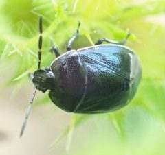 Sehirus cinctus - inat 403908206 by {{{name}}}. Used under a CC BY-SA 4.0 license.