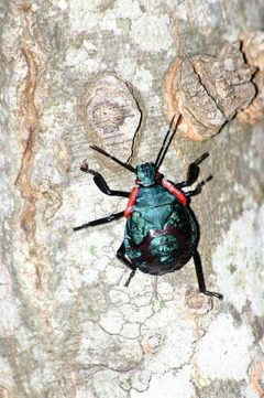 Alcaeorrhynchus grandis by Clinton &amp; Charles Robertson from Del Rio, Texas &amp; College Station, TX, USA. Used under a CC BY 2.0 license.