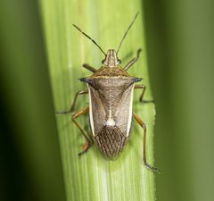187023592 Andrallus spinidens by Licheng Shih. Used under a CC BY 4.0 license.
