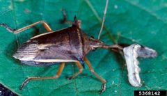 Andrallus spinidens01 by Merle Shepard, Gerald R.Carner, and P.A.C Ooi, Insects and their Natural Enemies Associated with Vegetables and Soybean in Southeast Asia, Bugwood.org. Used under a CC BY 3.0 us license.