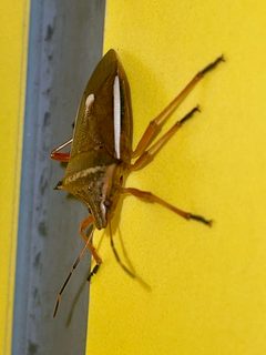 Andrallus spinidens on yellow wall - 2 by KKPCW(Kyu3). Used under a CC BY-SA 4.0 license.